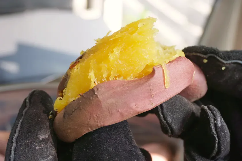 手袋の手で割った焼き芋。黄金色の蜜芋の断面